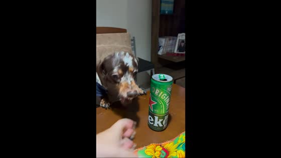 Dachshund fiercely protects beer can in Ribeirão Preto, Brazil