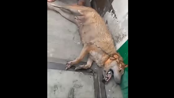 The poor dog got rescued from the burning house!