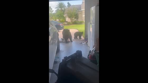 Black bears raid garage in Sanford, Florida