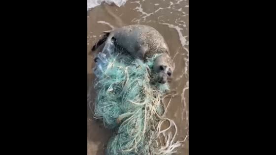 Ministry of Emergency Situations employee saves entangled baby seal in Russia