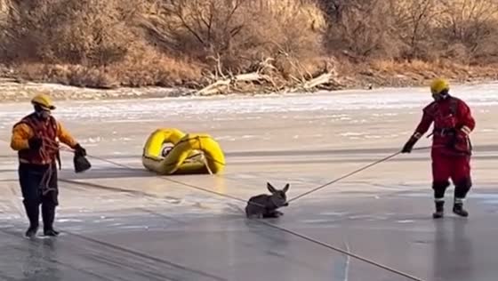 Firefighters rescue deer from frozen Thompson River in Canada