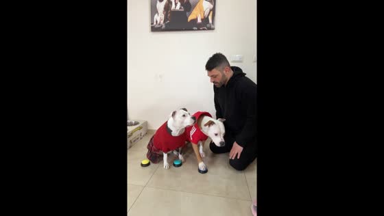 Dog in Italy quickly learns button-pressing game for treats