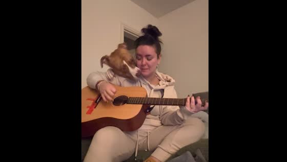 Dog disrupts owner’s guitar playing by throwing cushions in Tredegar, UK