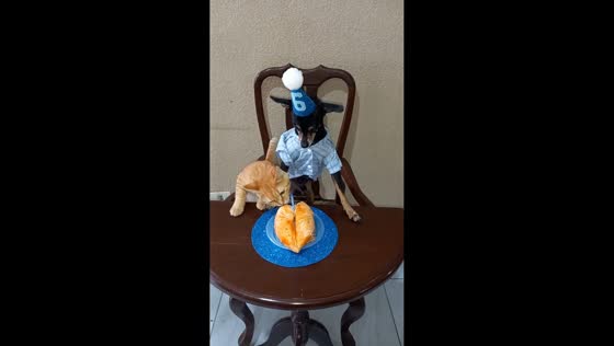 Cat falls while stealing birthday cake beside dog in Santa Cruz de la Sierra, Bolivia