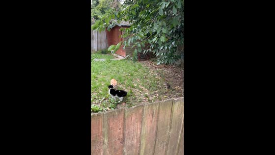 Two cats' meowing causes squirrel to flee in London, UK
