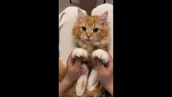 Cat enjoys gentle paw massage in Zhejiang, China