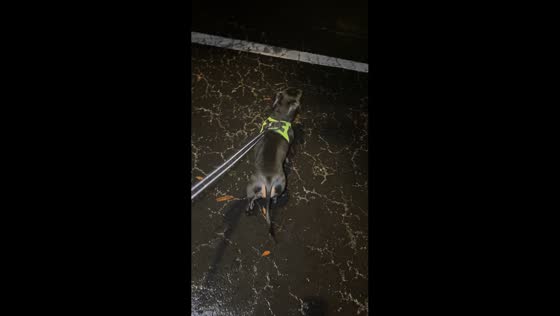 Dog startled by mysterious frog-like sound during rainy night walk in Tampa, USA