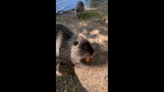 Feeding nutria and ducks in Prague, Czechia 