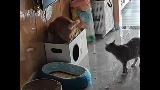 Two cats startled after box pet house collapses in Guangdong, China