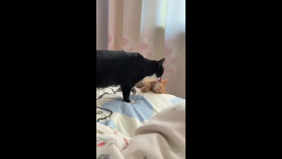 Cat accidentally pushes kitten off bed while grooming in Hebei, China