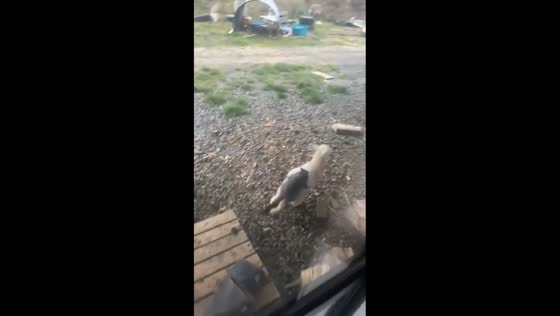 Possum persistently clings to lamb in Waikato, New Zealand