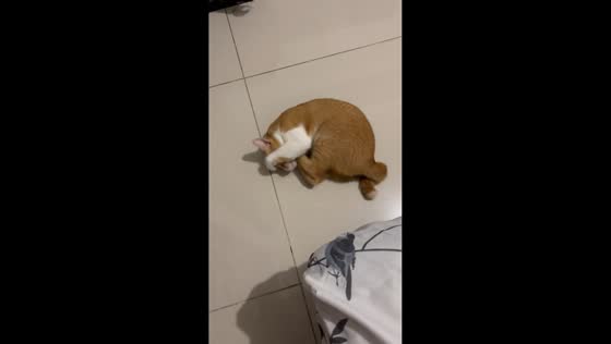 Cat delivers hilarious reaction to owner’s playful teasing in Jakarta