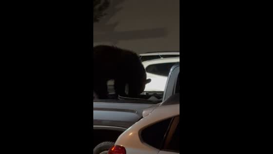 Bear tears truck cover while opening coolers in search of food in Gatlinburg, Tennessee, USA