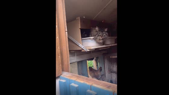 Harv's chicken house harmony: cat and chickens live in paw-sitive coexistence!