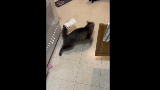 Cat's Kitchen Nightmare: Hilarious Mishap with a Piece of Paper Stuck on Tail