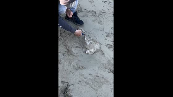 Electrifying encounter: angler gets shocked while handling rare coffin ray
