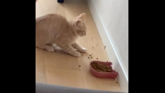 Cat gets startled and spills food after owner's laugh in Bordeaux