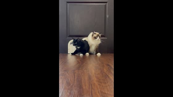 Cats excitedly rush out of small door at Cuffymeow Cat Cafe in in Bukit Jalil, Malaysia