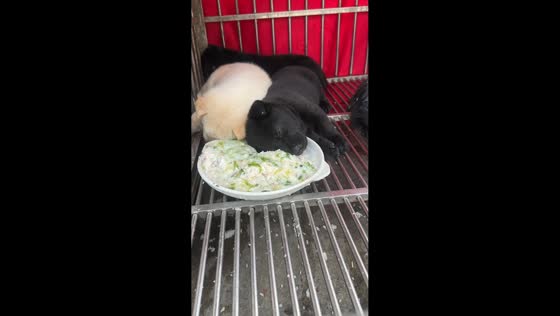 Puppy wakes with food stuck to its head in Guangdong, China