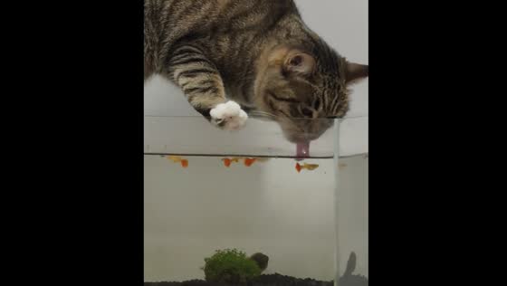 Cat drinks from fish tank in Inner Mongolia