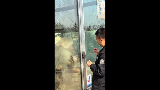 Monkey gets frustrated while being teased at zoo in Shandong, China