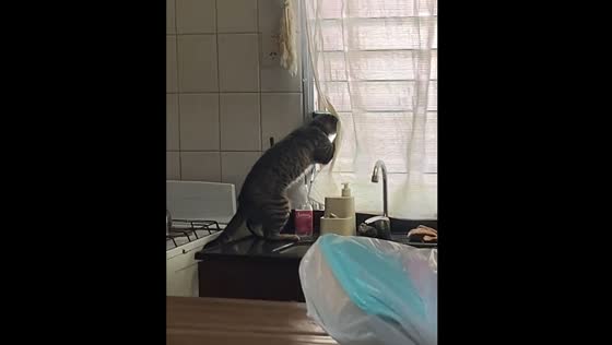 Cat watches through window as if being nosey