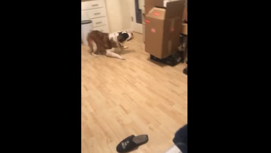 Playful Saint Bernard puppy enjoys toys in Napa, California, USA