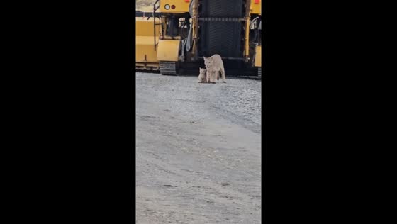 Puma encounter halts construction in Chile: mother retrieves cub from machinery