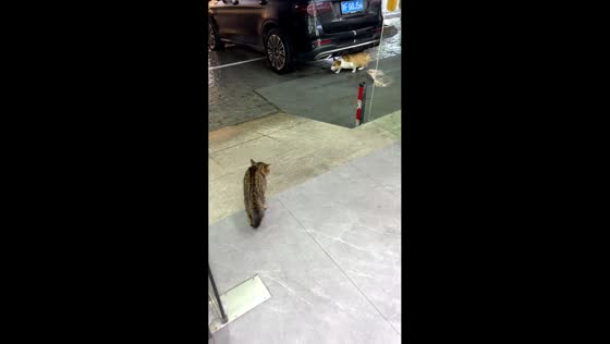 Corgi gets startled by a cat and suddenly runs into a store in Zhejiang, China
