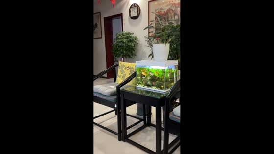 Fishes appear to watch TV movie with owner in Shandong, China