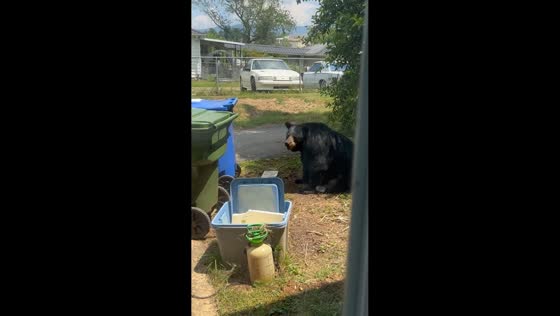 Bear spotted relaxing by trash bin in Asheville, North Carolina