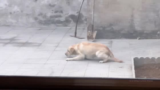 Curious dogs caught off guard while digging in Hebei, China