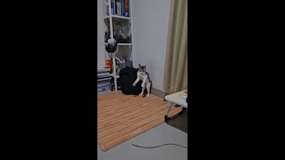 Rescued kitten's startled reaction delights owner in Jakarta, Indonesia