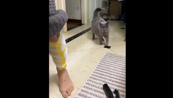 Cat imitates limping owner in Zhejiang