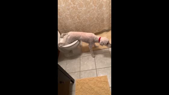 Canine convenience: Moorhead pup masters the art of toilet training