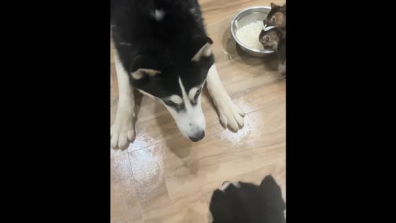Dog cares for kittens and barks at puppy in Jiangxi, China