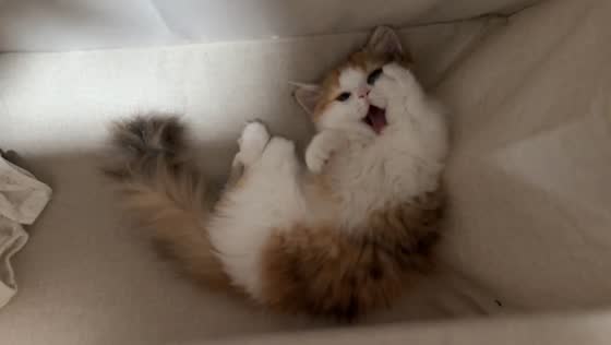 Kitten yawns cutely after being greeted in Guangdong, China