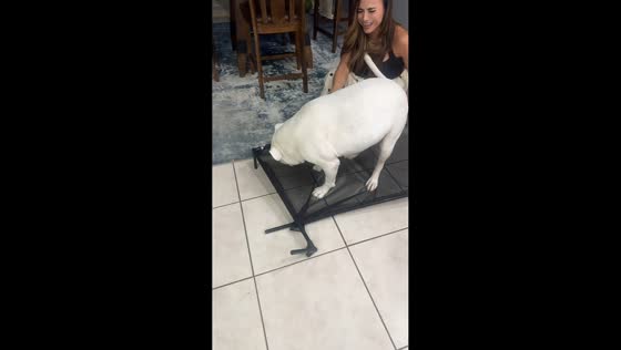 New dog bed collapses under American Bulldog in Rio Grande, Texas, USA