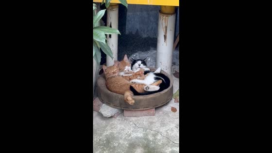 Adorable stray cats snuggle together in a cozy pile in Chongqing, China