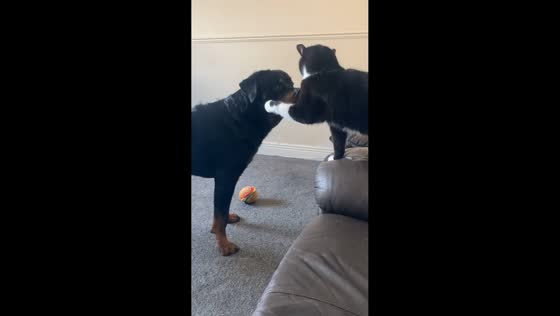 Playful dog outsmarts cat during adorable pet moment in South Shields, England, UK