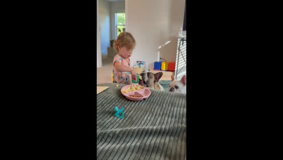 Little girl gently spoon-feeds dogs during mealtime in Seneca, South Carolina, USA
