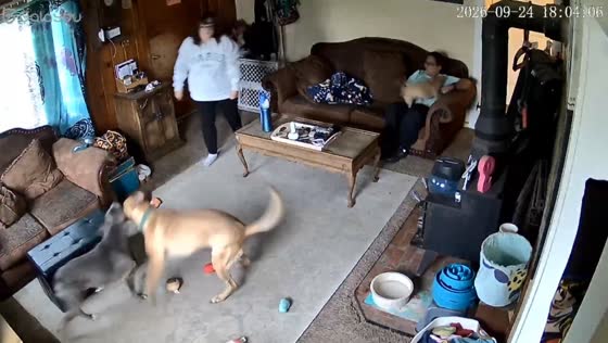 Dog accidentally sends toy flying toward another dog during playtime in Union Gap, USA.