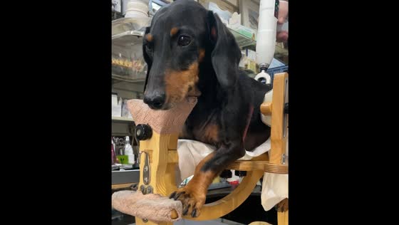 Dog receives back massage after acupuncture treatment in Paju-si, South Korea