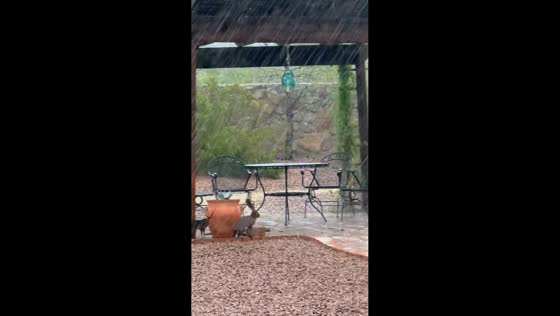 Heavy rain sweeps across Las Cruces as monsoon storms trigger flooding, New Mexico, USA