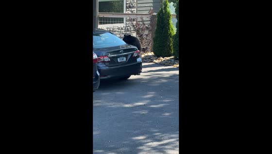 Bear caught trying to open car doors in Gatlinburg, Tennessee