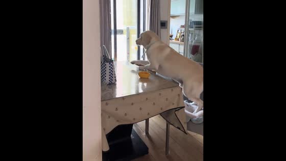 Playful dog slips while stealing food in Shanghai, China