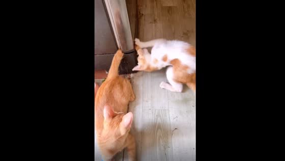 Amusing cat drama unfolds: playful feline duo turns kitchen mishap into entertainment!