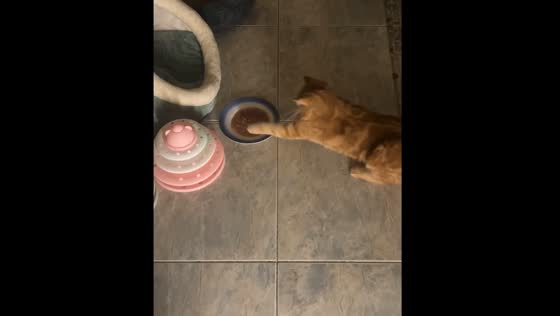 Cat curious about food in Bahrain