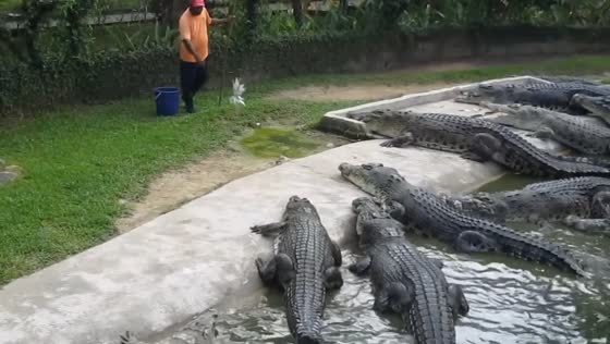 Crocodile feeding at farm in Agra, India