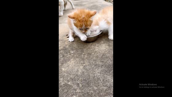 Kitten guards food from sibling in Hebei, China